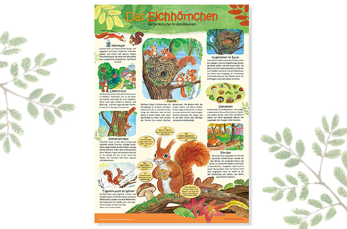 Eichhörnchen
